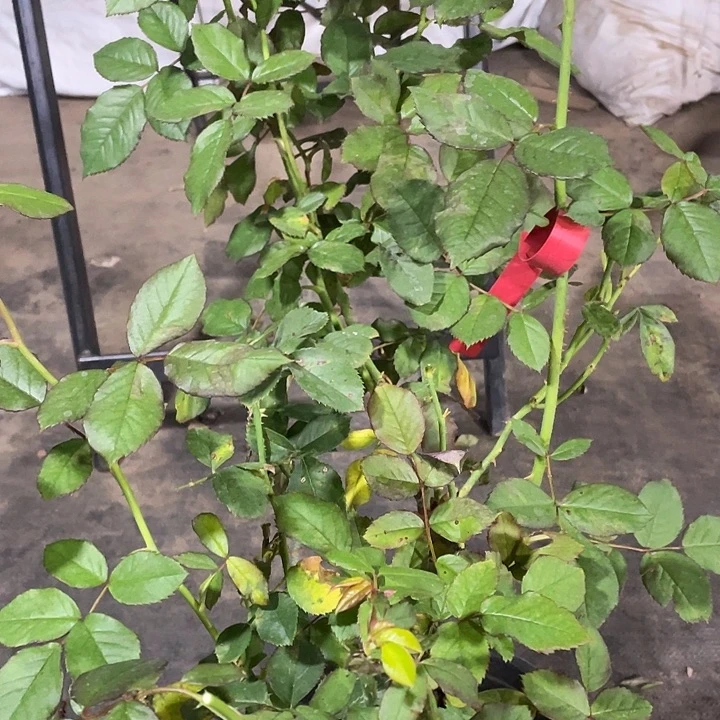 少量花朵（建议范围：2朵-5朵 或40%以下）16关系