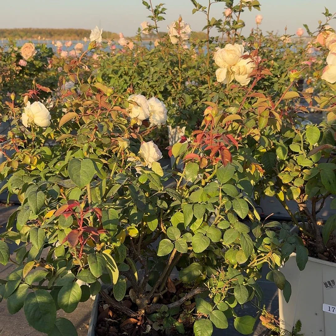 当前无花朵，栽培后可花朵161