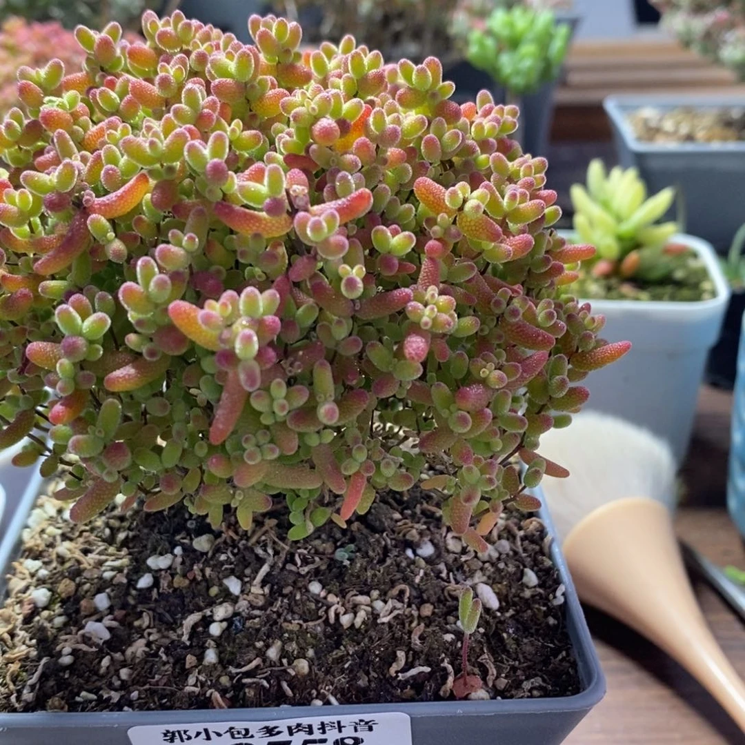 蜜橘糖球3558枝干番杏