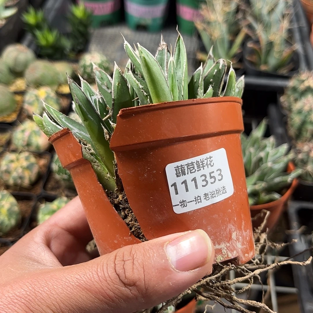 十***常111353一物一拍单头发