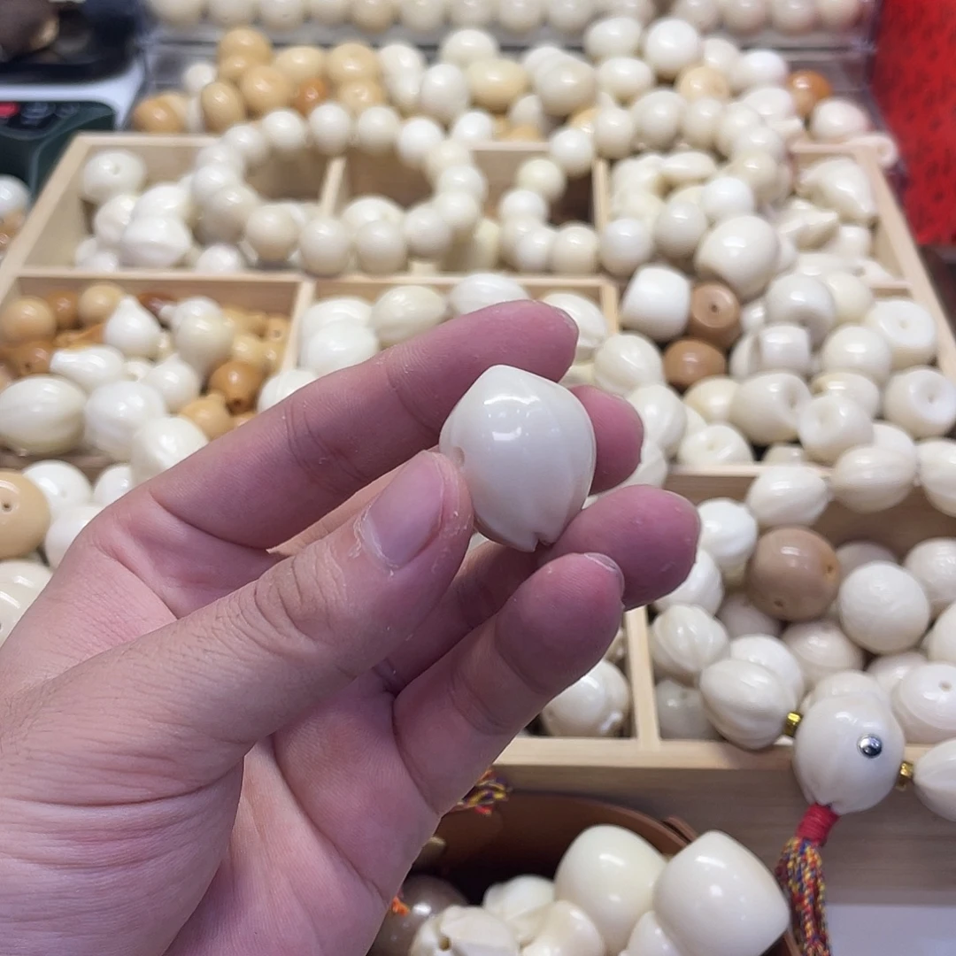 天***！吊坠菩提根/象牙果