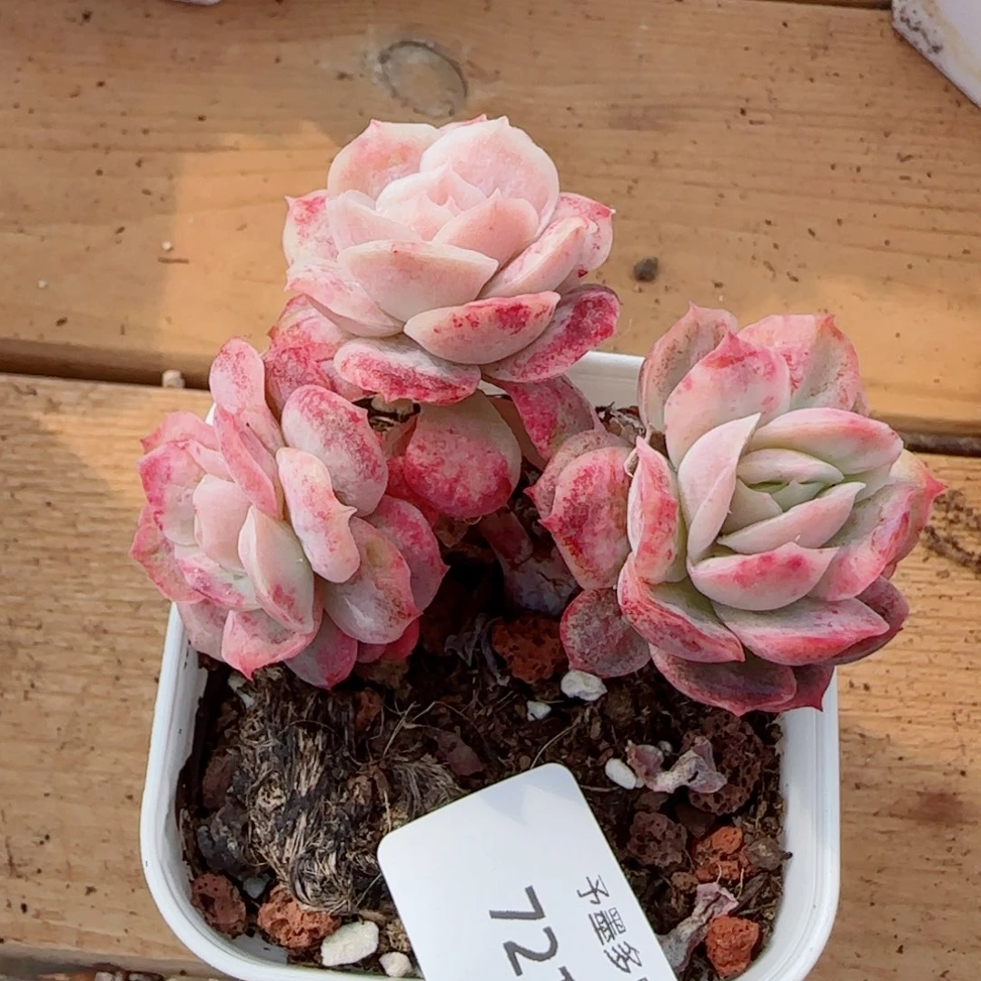 泡泡纱裙，7216多肉植物