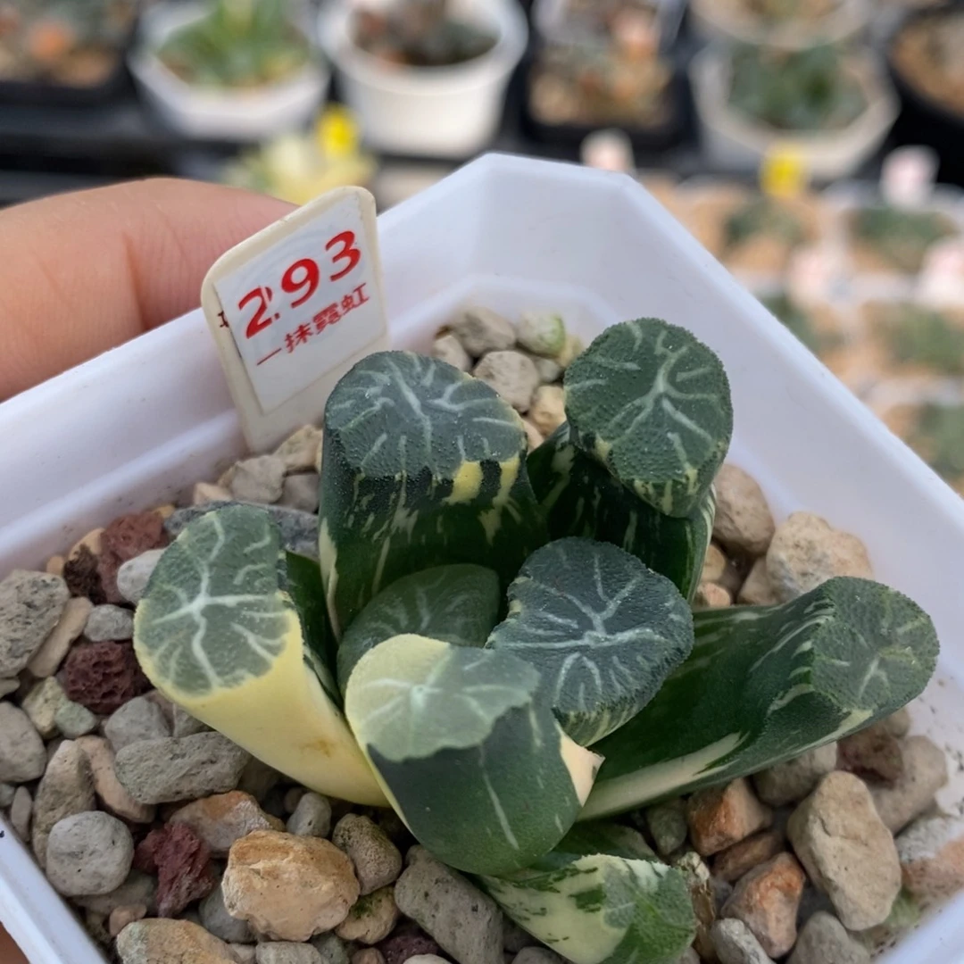 293号白妙万象锦多肉