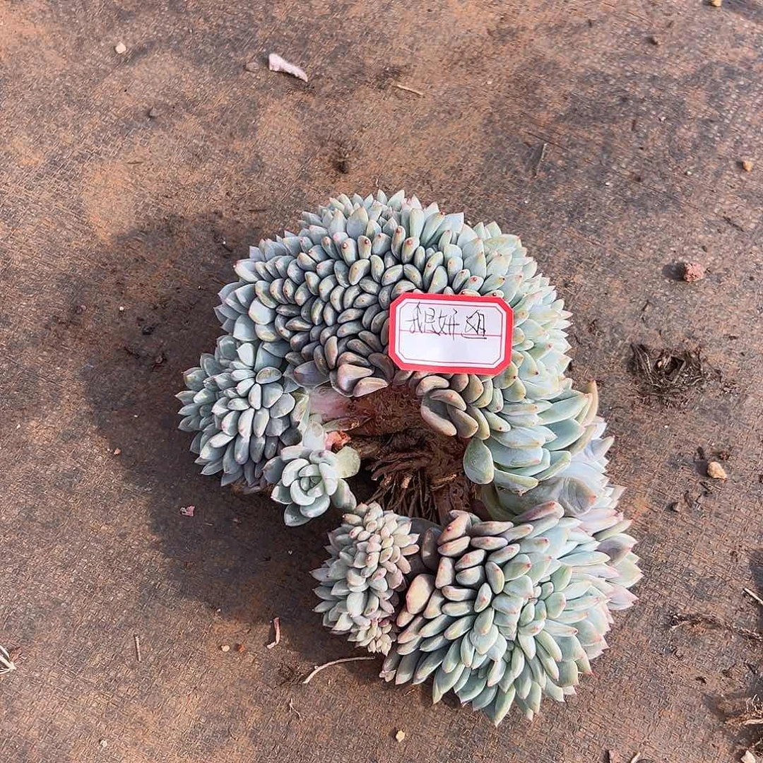 我**姐我是妍姐。瑕疵不售后