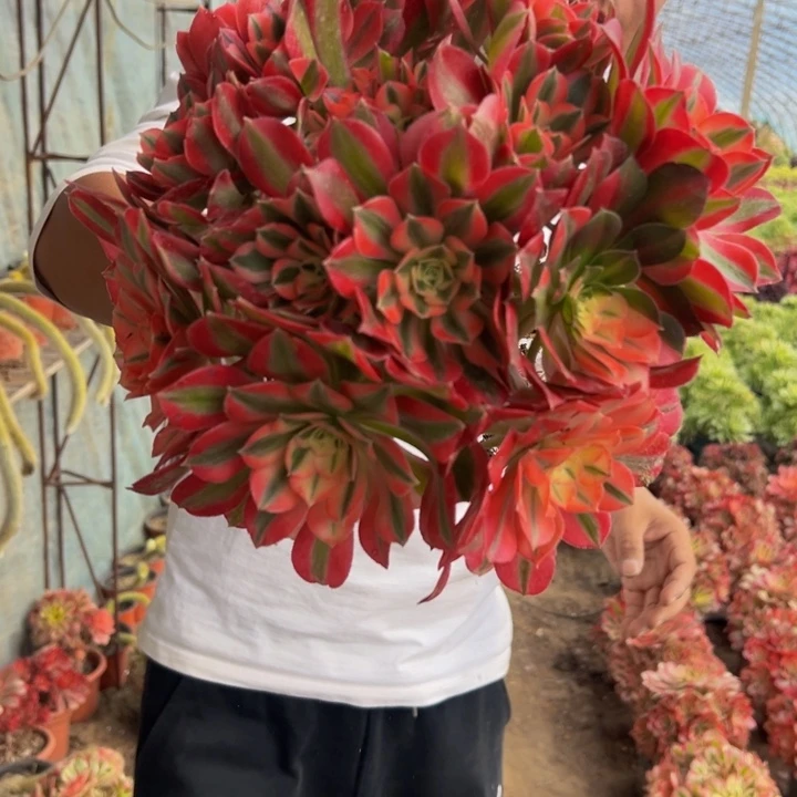 19.8粉女巫绣球一棵