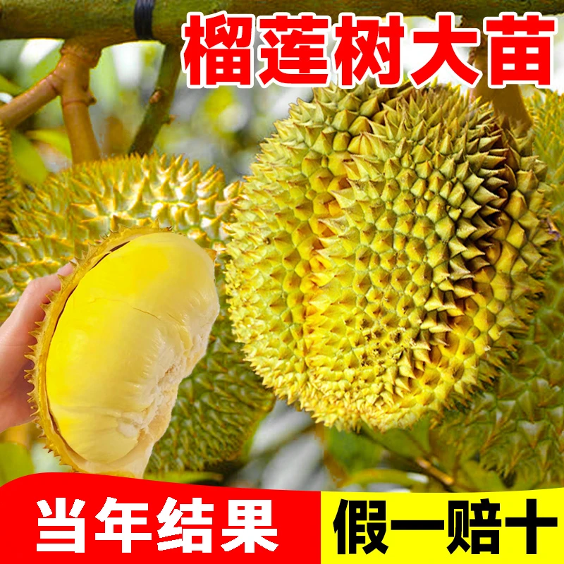（猫山王】盆栽正宗榴莲树果苗当年结果猫山王南方种植榴莲树