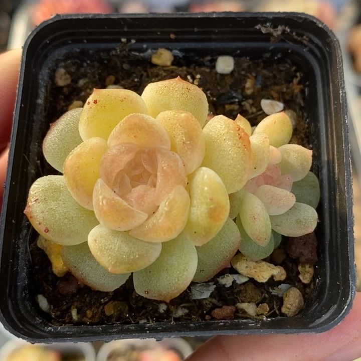 无尽灯 多肉 11.21