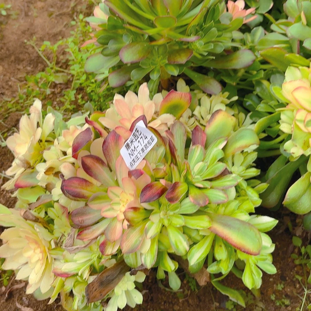 丫****单绍七彩砍头群多肉植物174