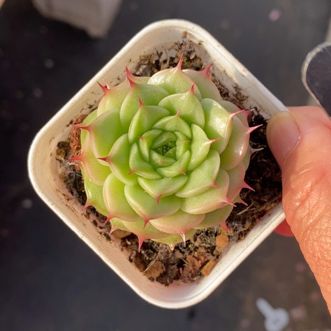 精品多肉一物一拍不包整122