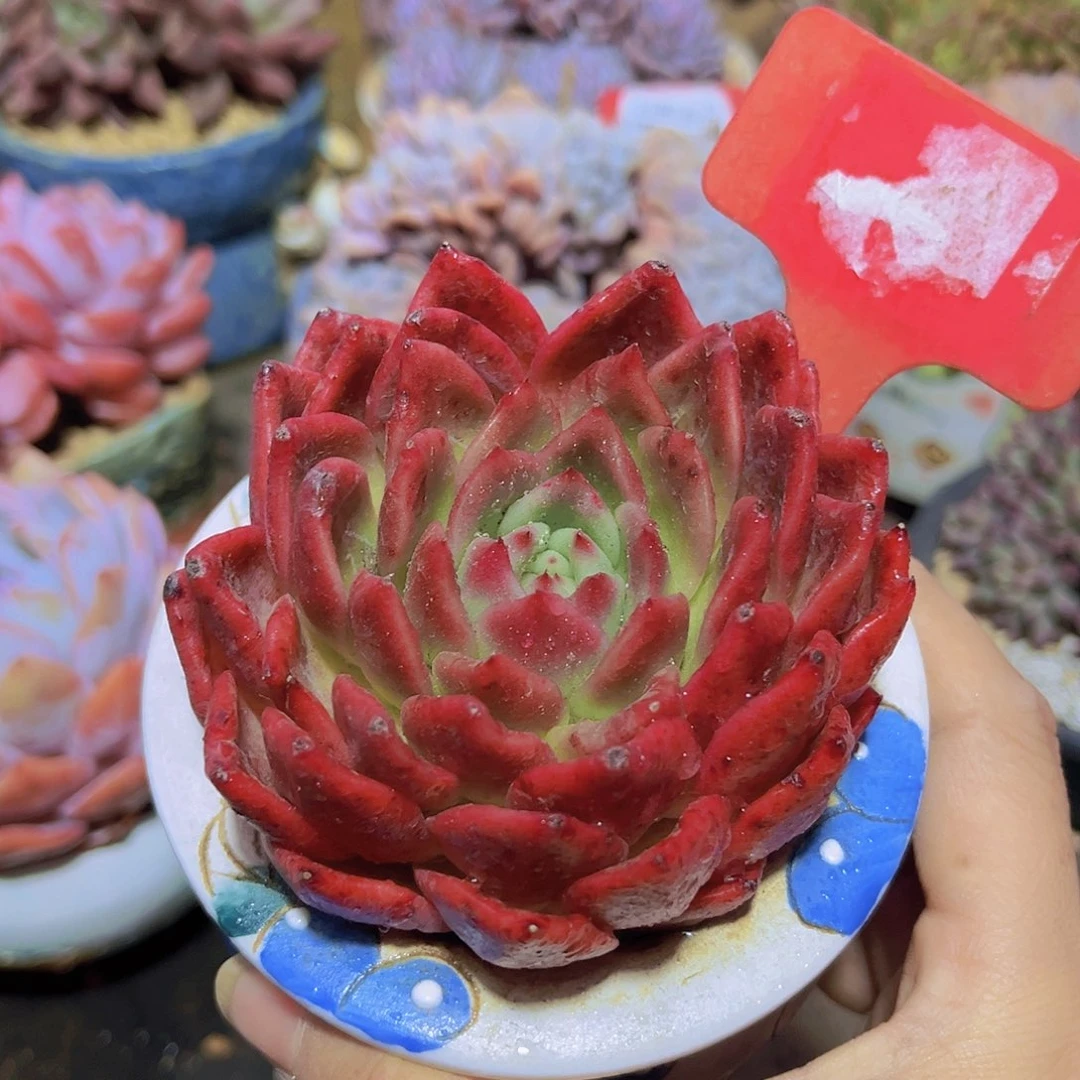1238东云多肉植物
