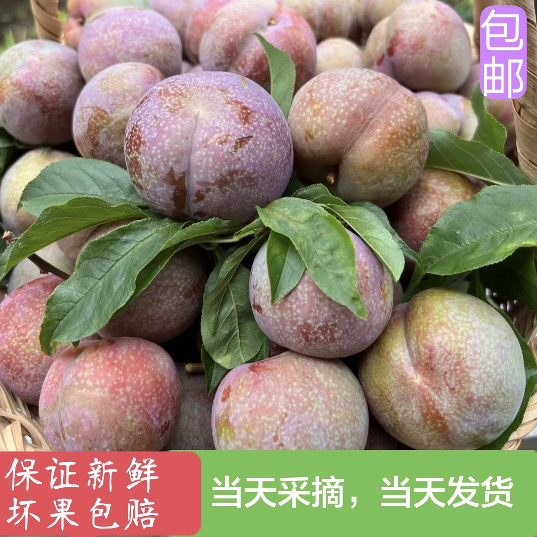 正宗广东钱排红心三华李5斤包邮(送辣椒盐)