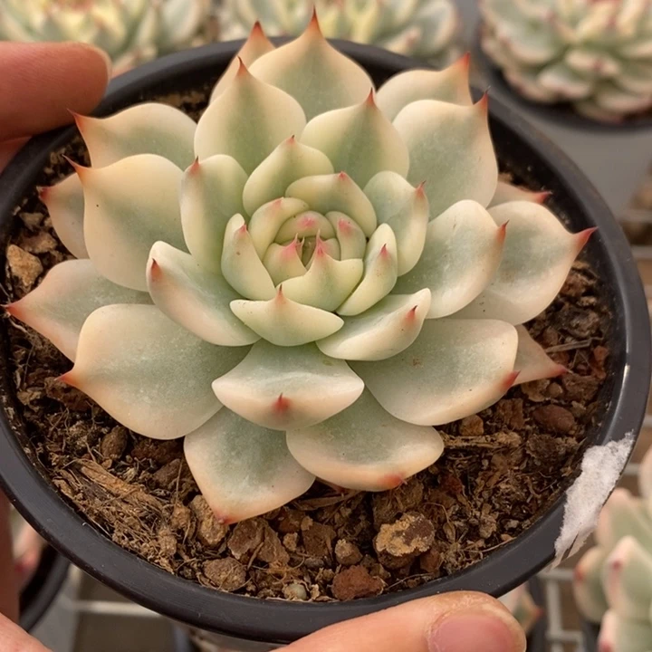吉娃娃多肉植物A987