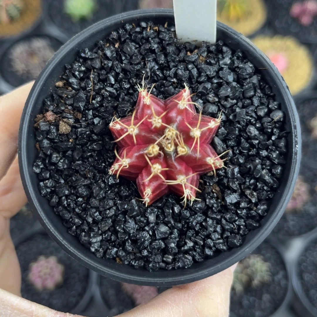 红酒米哈仙人球实生