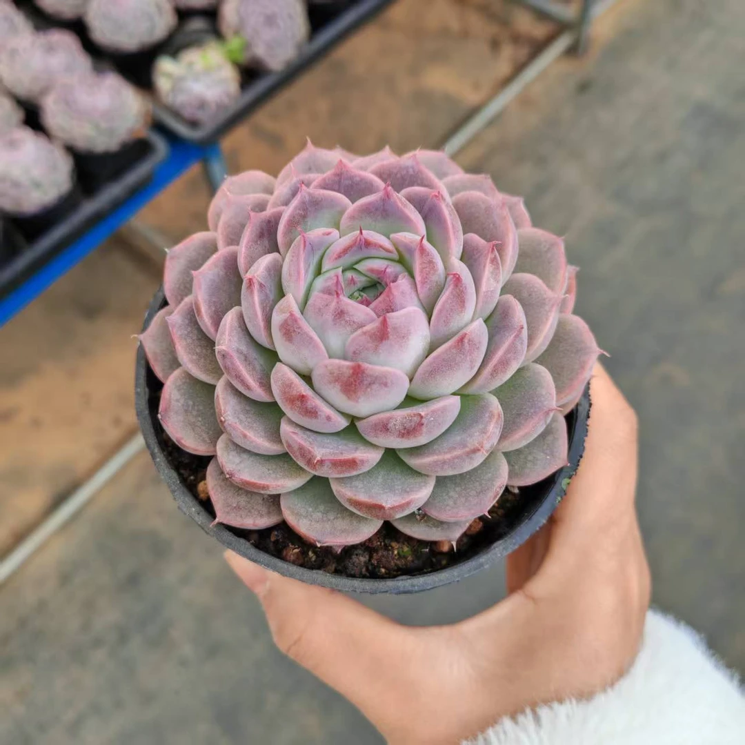 11#水冰月前男友精品多肉 SM1037 (1)