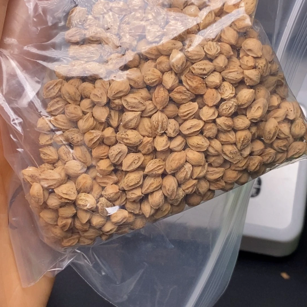 肥***门柏香籽/百香籽吊坠