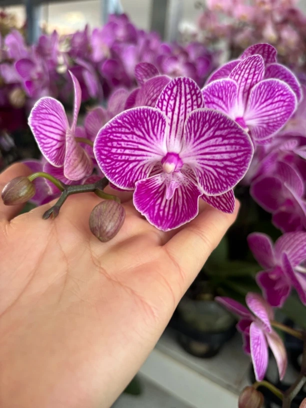 蝴蝶兰——(情丝大舌头)开花发货