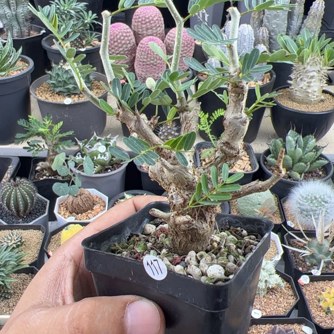 沙漠苏木实生一物一拍带盆发