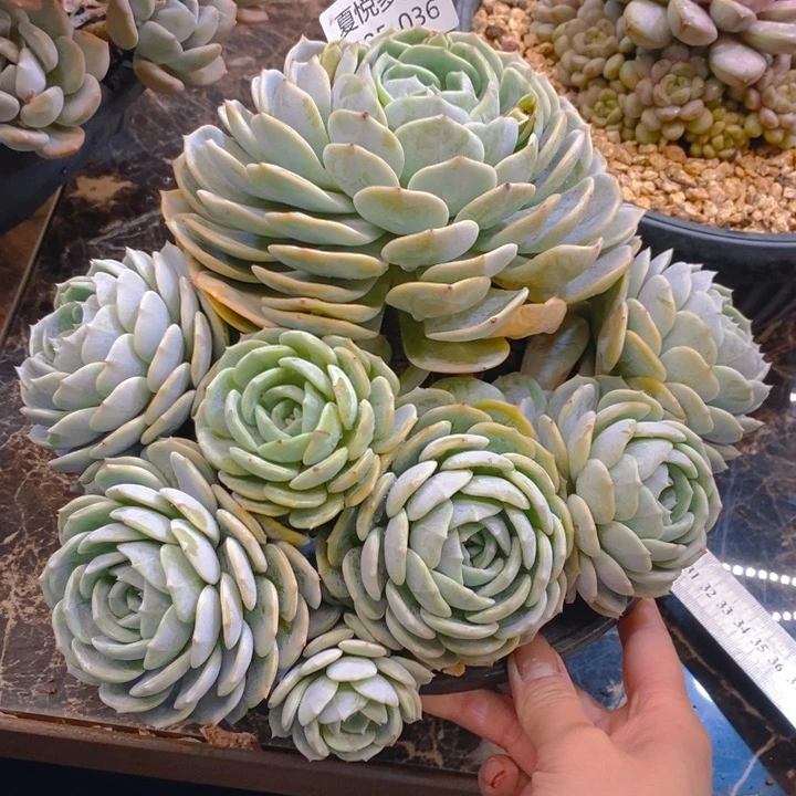 梅****0夏悦多肉 0225-36劳林