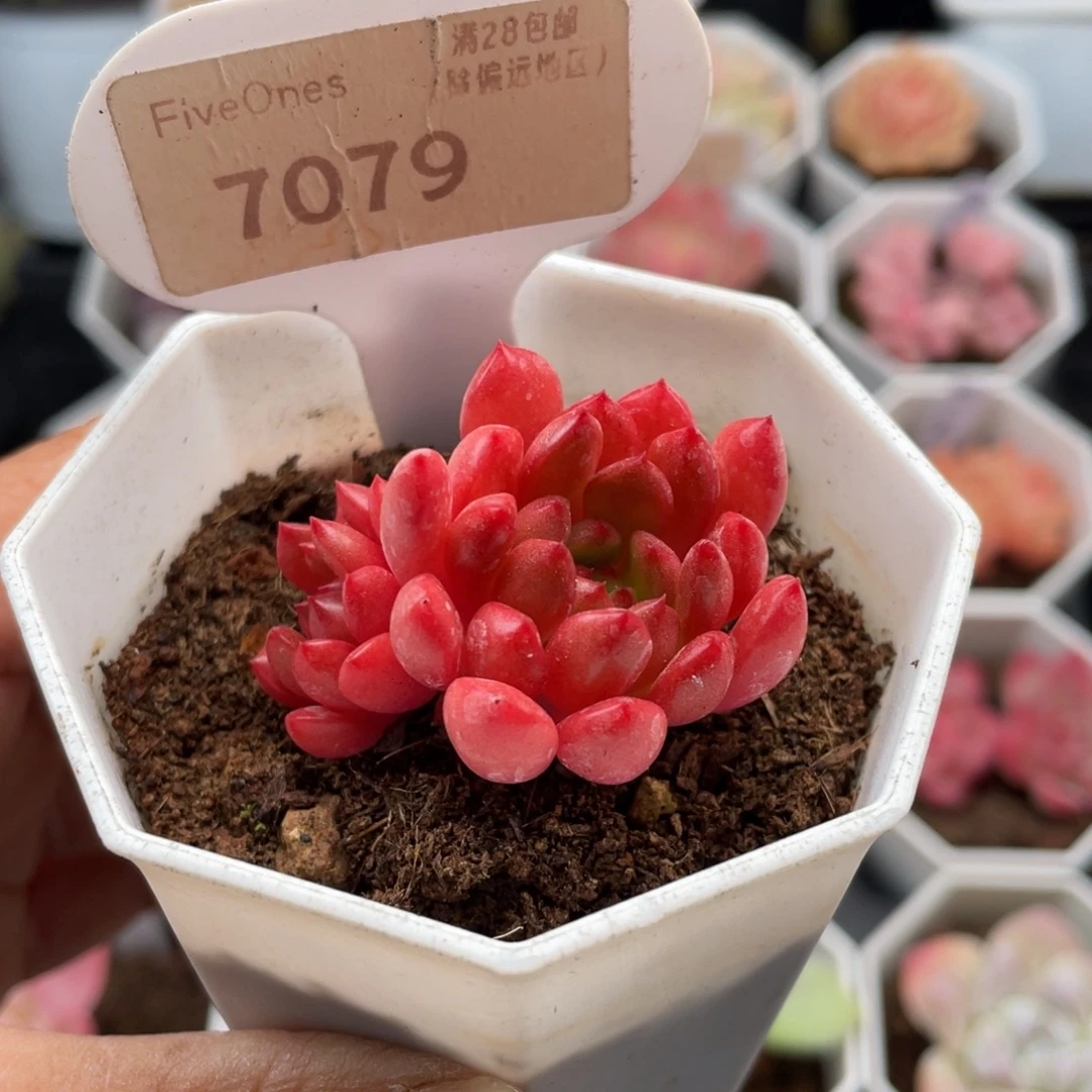 鸡血红宝石7079-4.0厘米