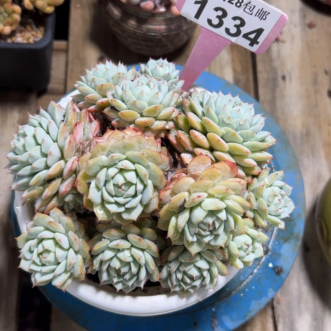 1334静夜，冠服16公分