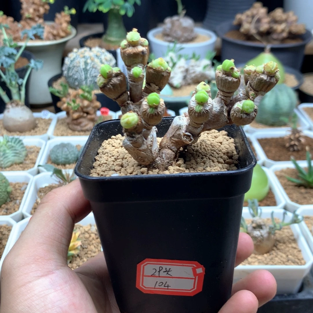 碧光环小兔子29头带盆
