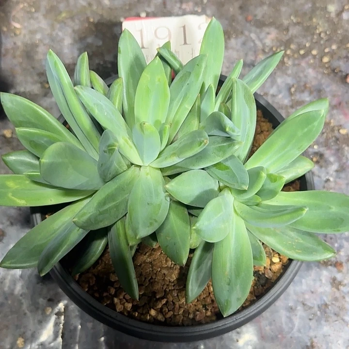 海洋之歌1912多肉植物