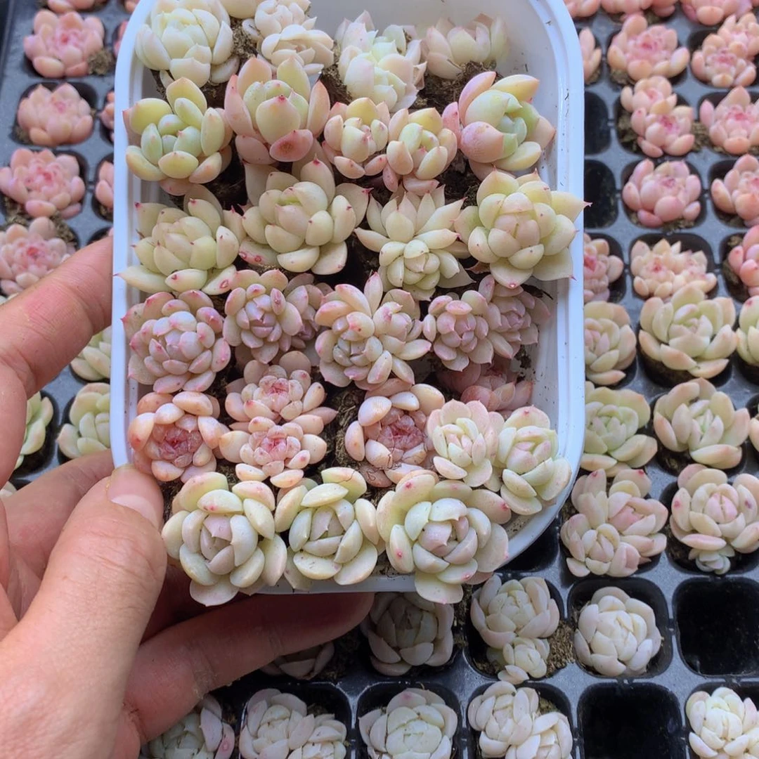 反反复复还是很开心012