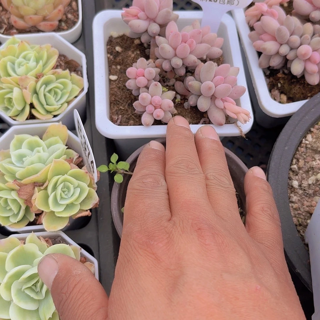 钟****B392婴儿手指一物一拍