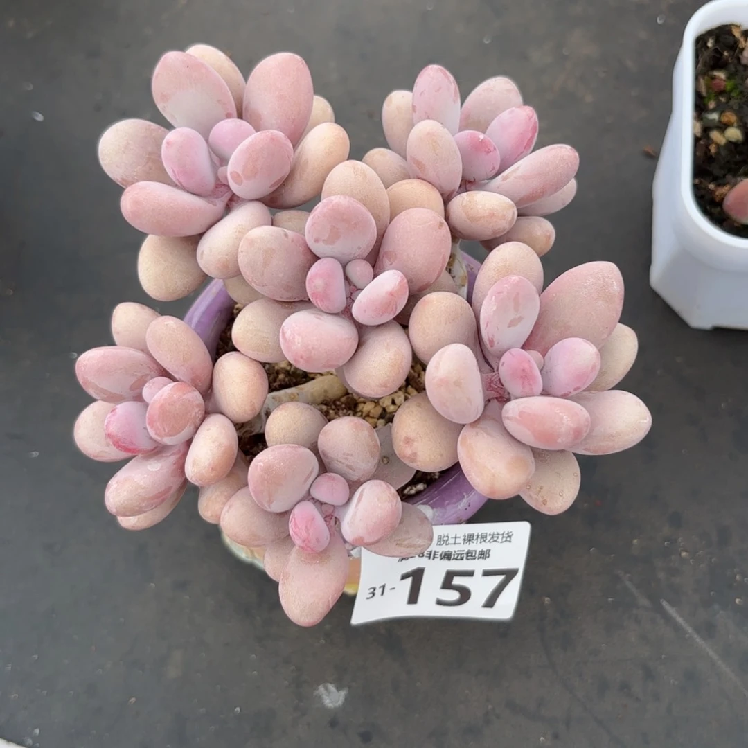 糖果桃蛋老桩多肉多肉