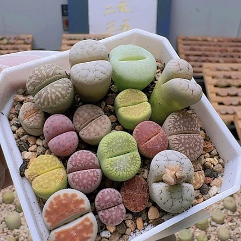 2188彩套特价带盆土发货