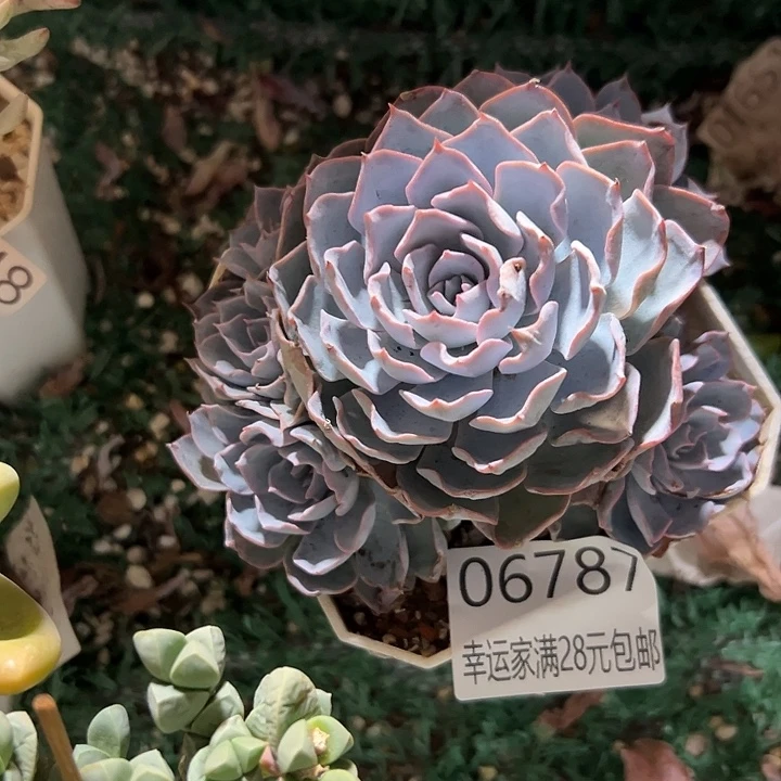 幸运儿的一个小秘密就是