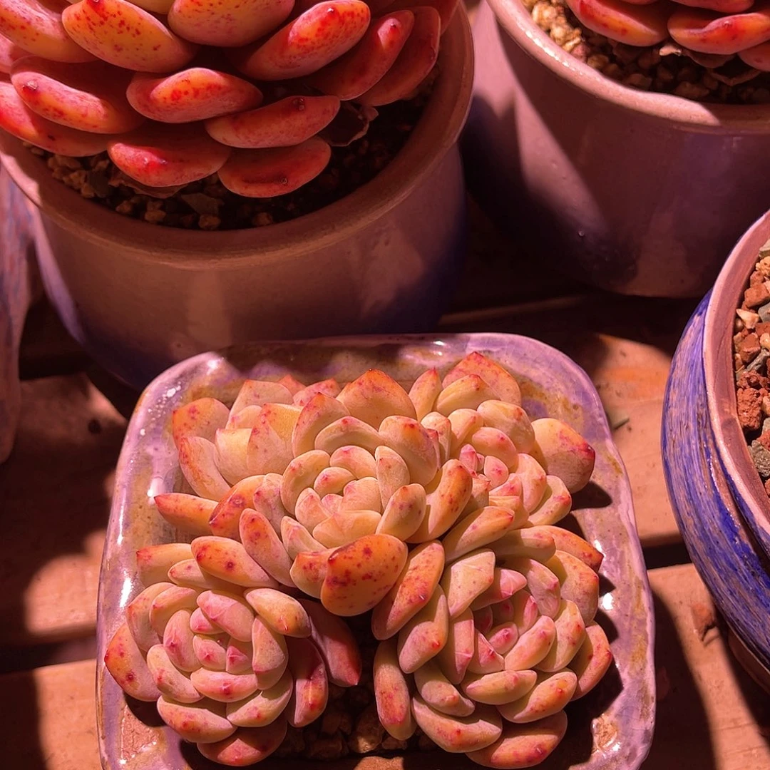 白*驼橙梦露群生脱土