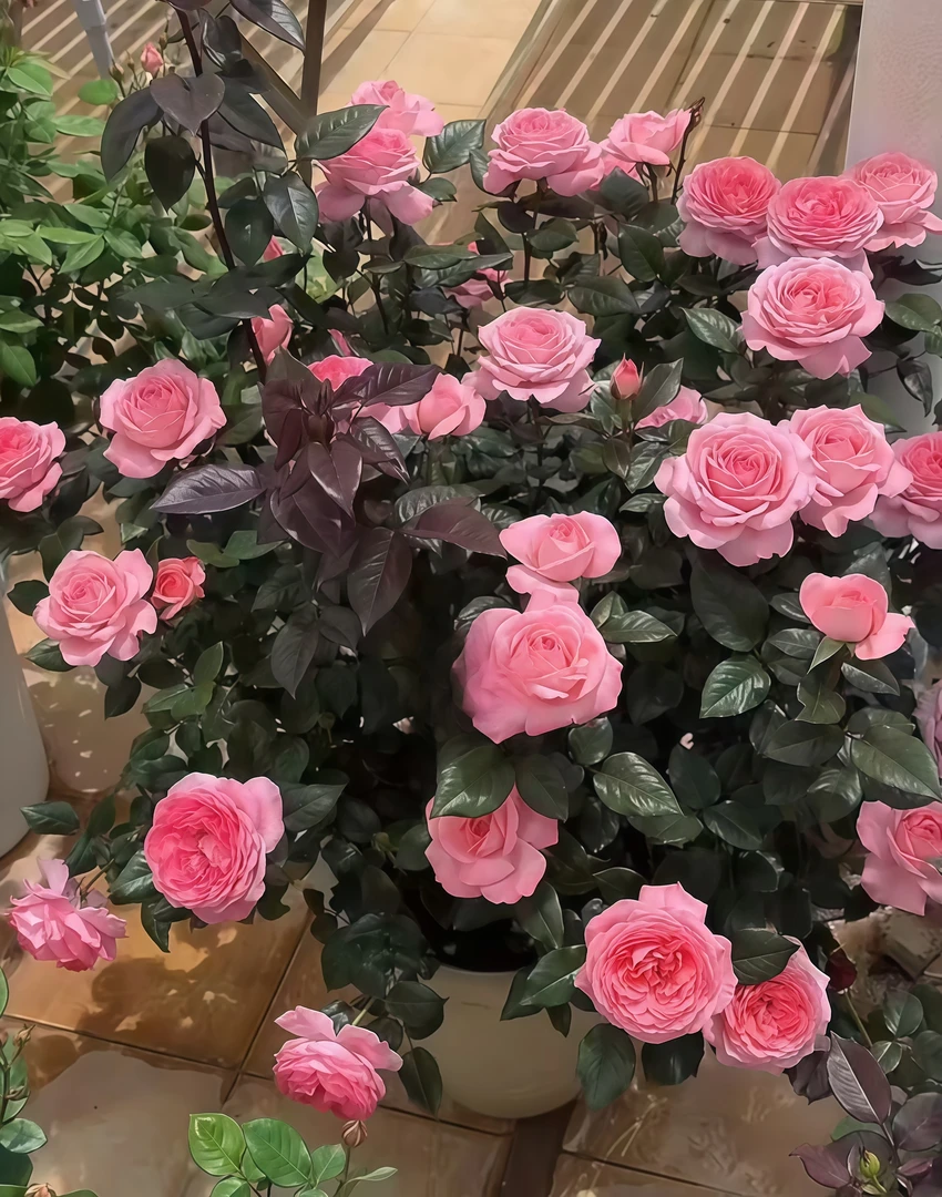 【花宫娜】浓香型新品切花月季丰花品种多季节开花