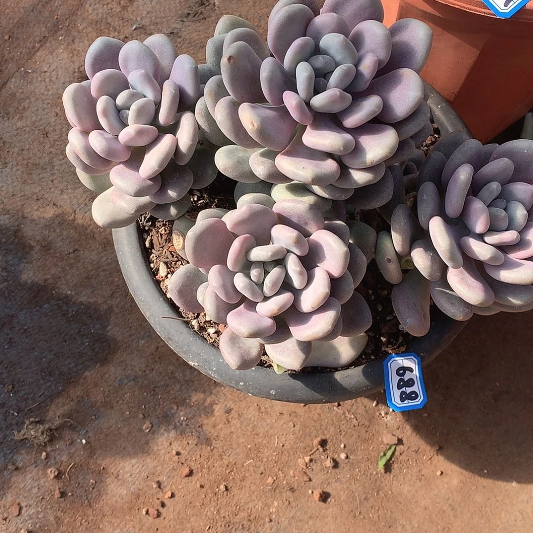 688月美人 一物一拍多肉