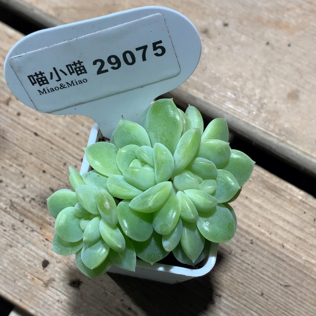 多肉植物杂交珍妮