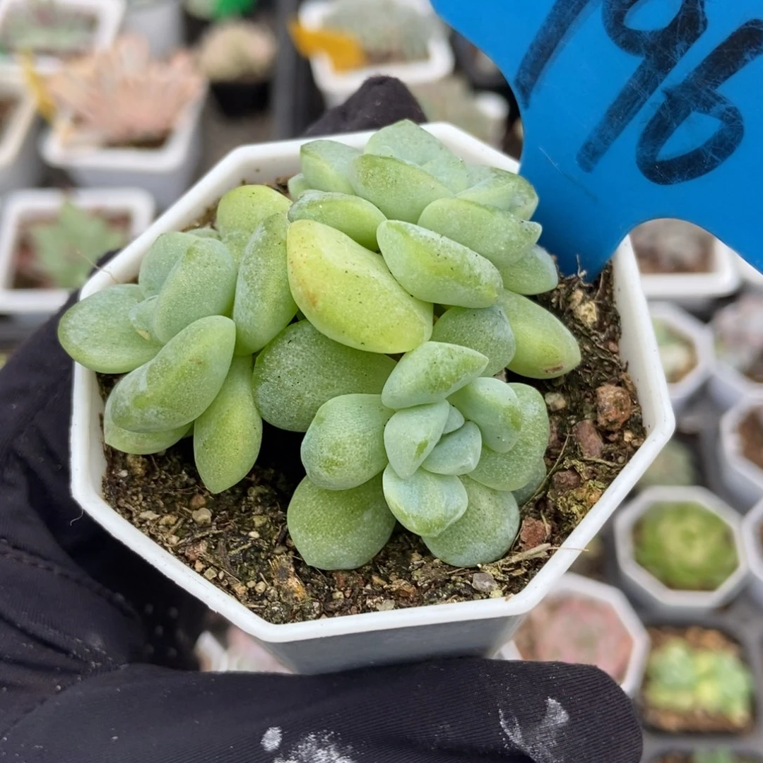 796冰玉石化多肉植物