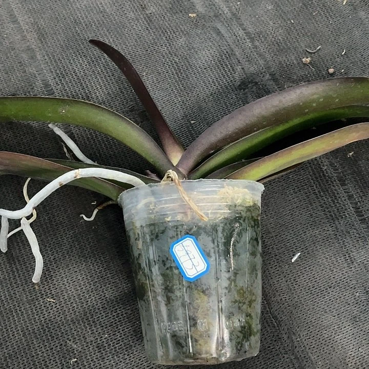 吕*华中轮黄花大舌头3.5带剑