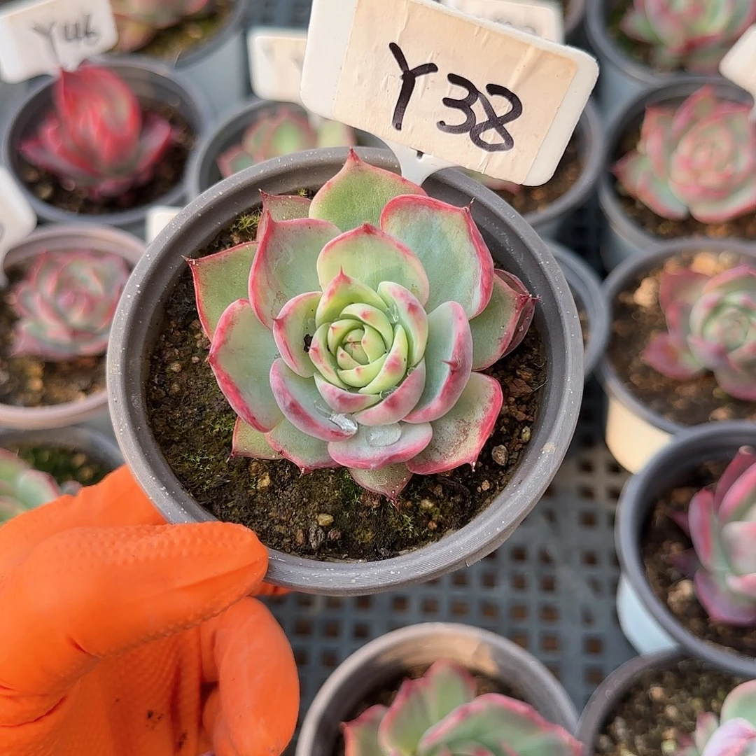 那*Y38惊鸿单头多肉