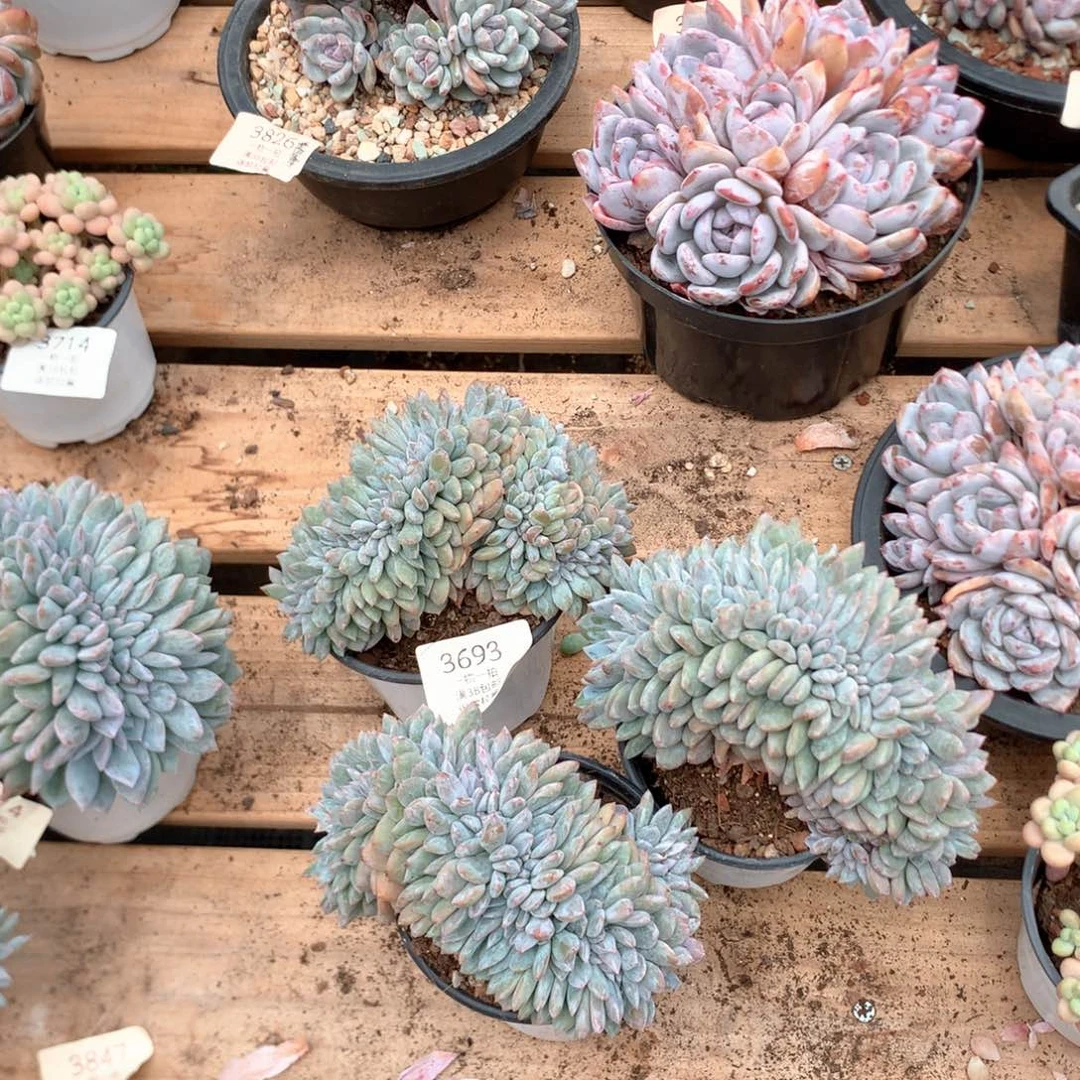 石榴籽三颗有底切3693