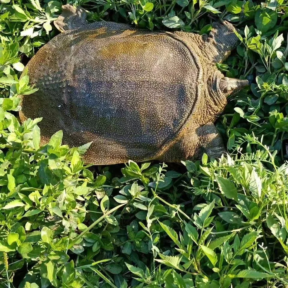 【农家外塘甲鱼 】鲜活生态大甲鱼放养中华鳖公母青背/黑背随机包邮