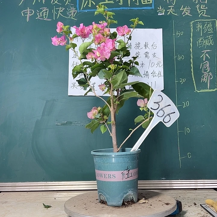 当前无花栽培后可以开花红粉佳人 366