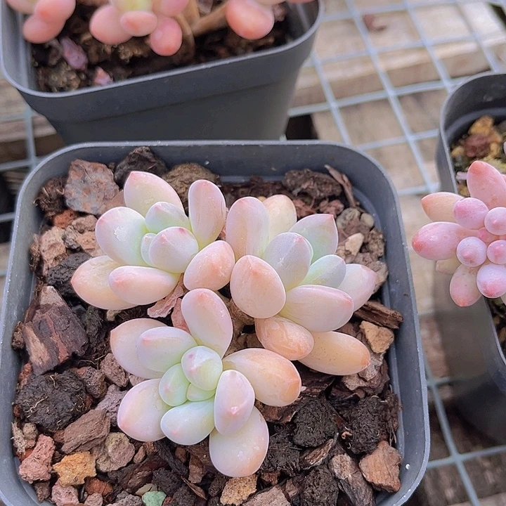 这个新香水群生老庄空