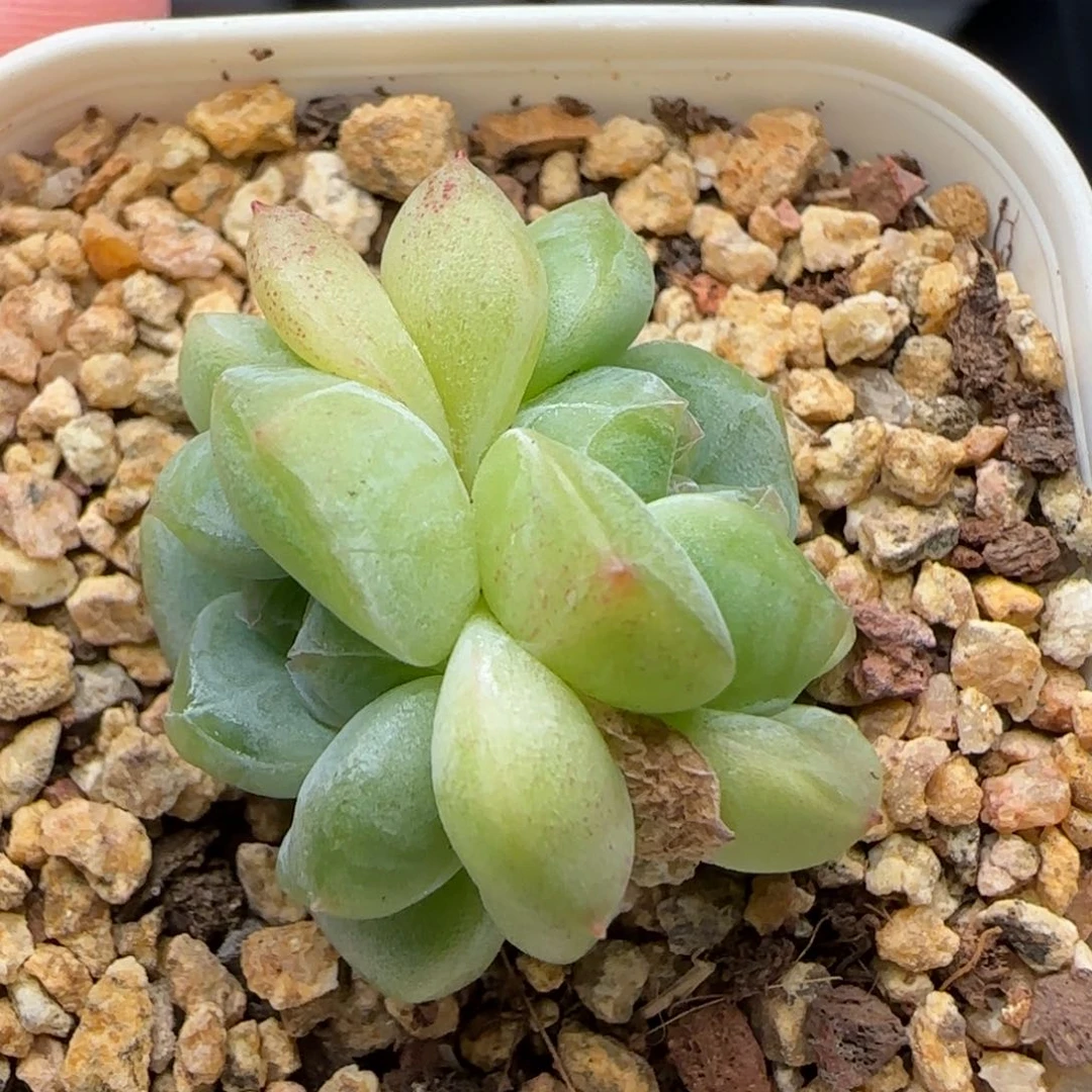 【满39包邮非偏远】238