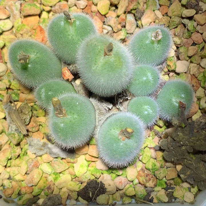 精品多肉植物大型毛球