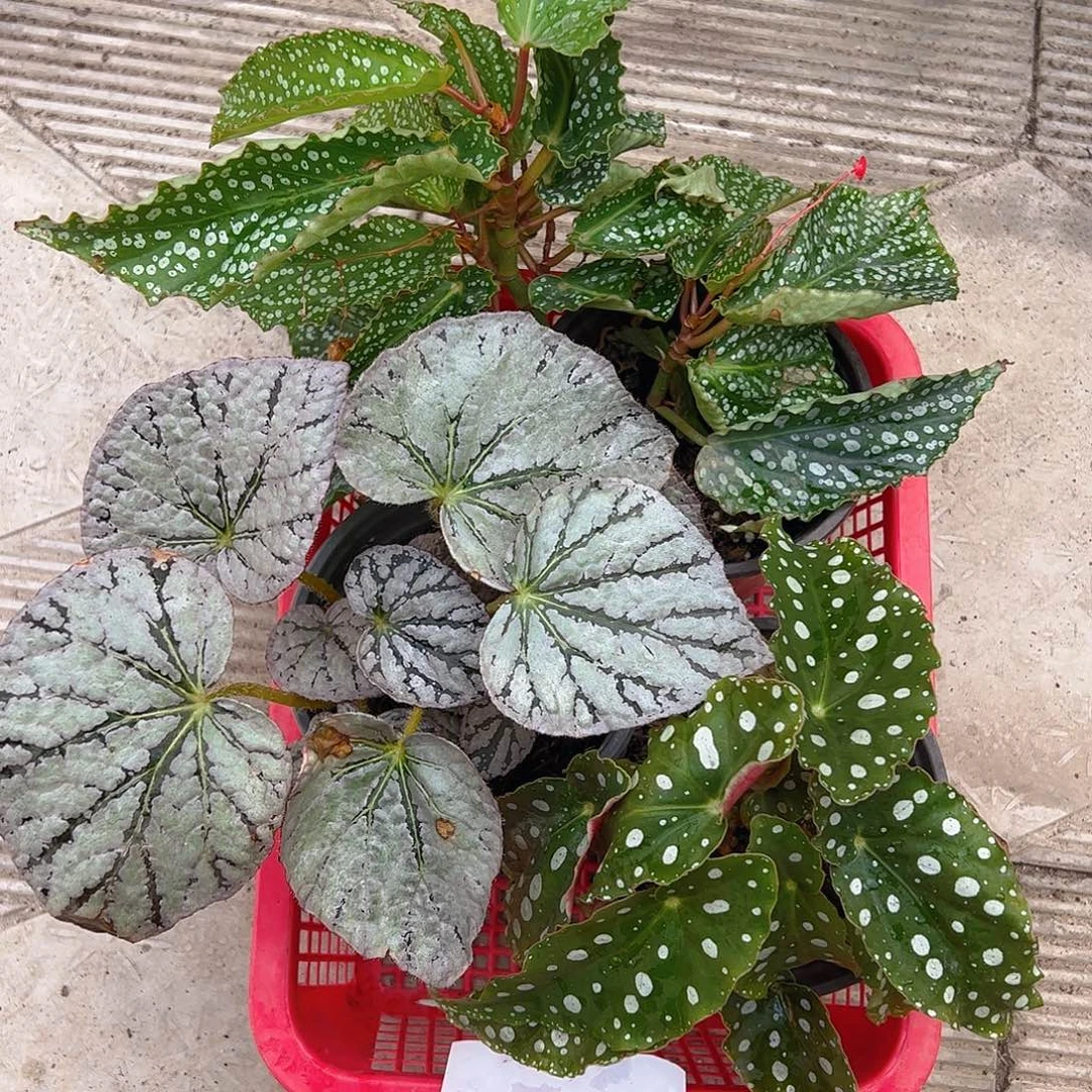 完全开放一物一拍4228