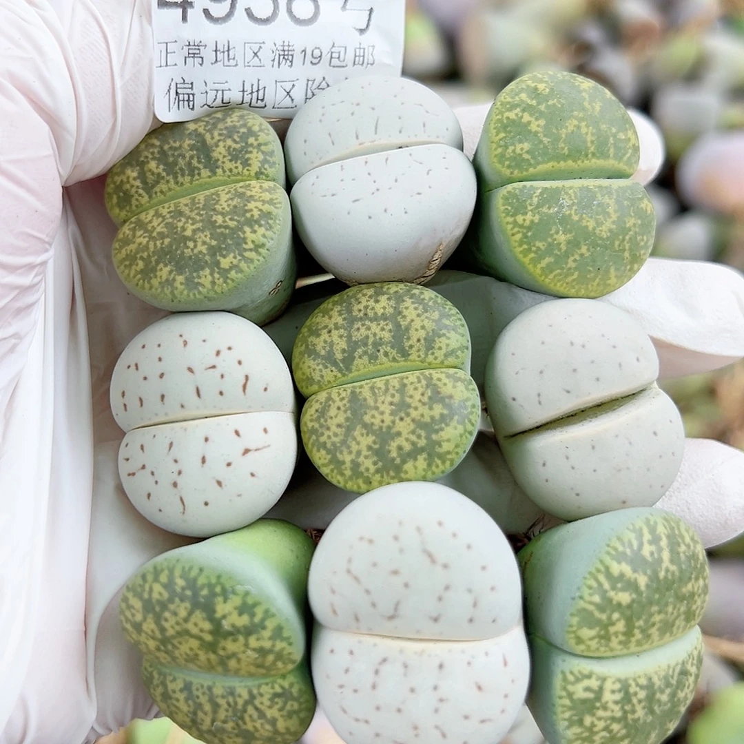 4938 好养易活生石花大母本9个2.5cm左右侧面老疤特价
