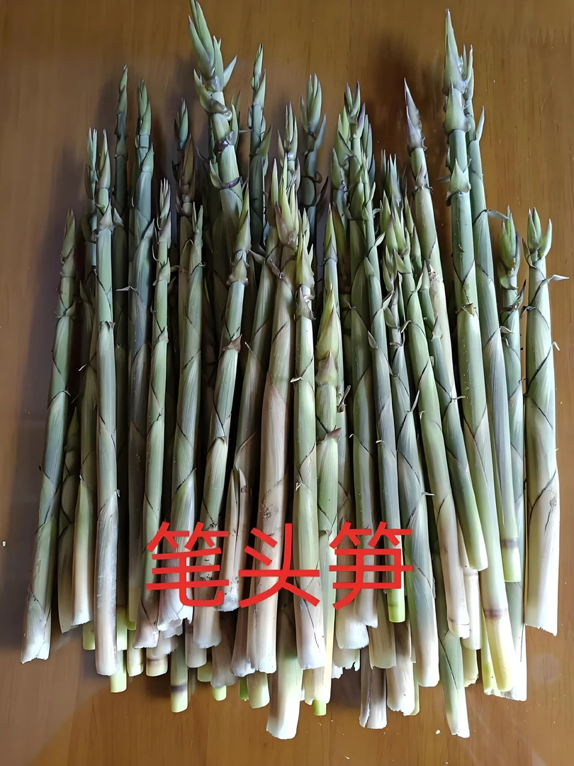湖南野生小笋现摘现发保温发货高山蔬菜野生纯天然无污染泡菜火锅