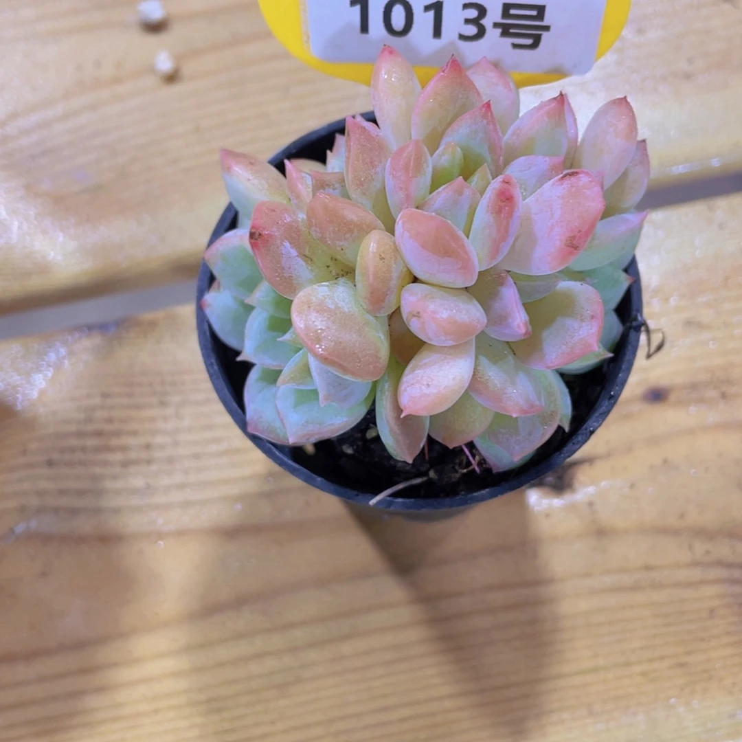 1013号 龙头珍妮糖心朵朵缀化