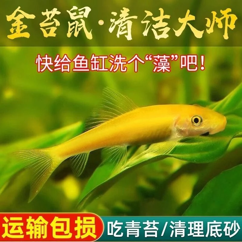 清洁鱼屎金苔鼠热带鱼淡水鱼除藻清洁粪便好养耐活小型观赏吃屎鱼
