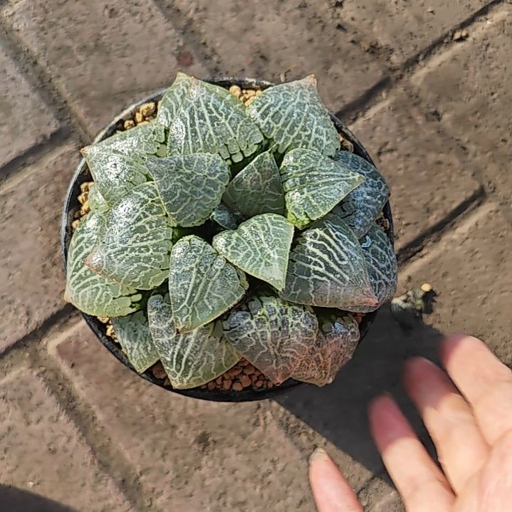 水晶康平多肉植物原盆土